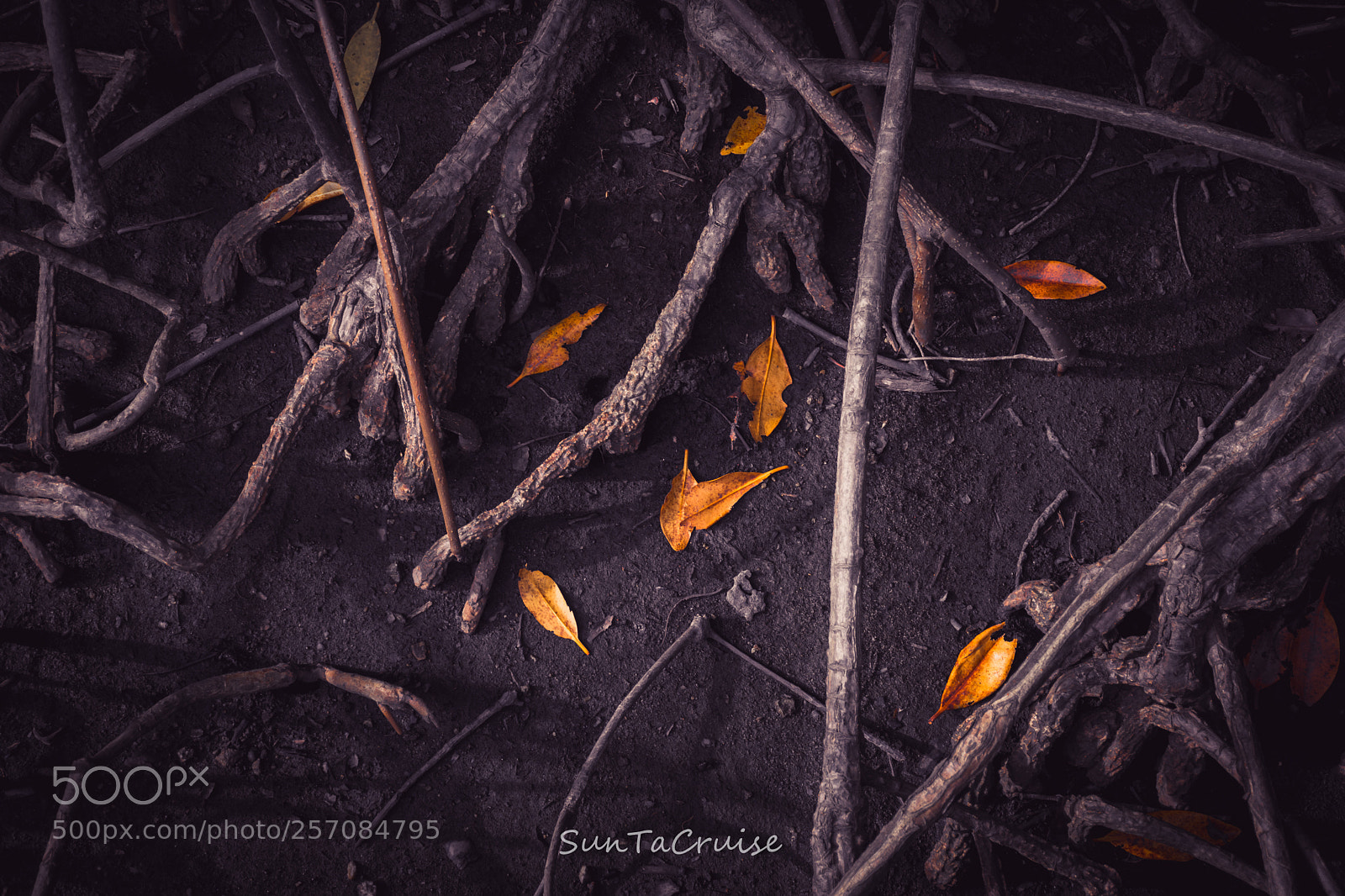 Nikon D7200 sample photo. Fallen leaves photography