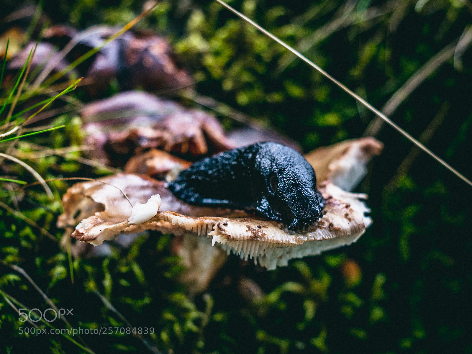 Nikon D3200 sample photo. Slug life photography