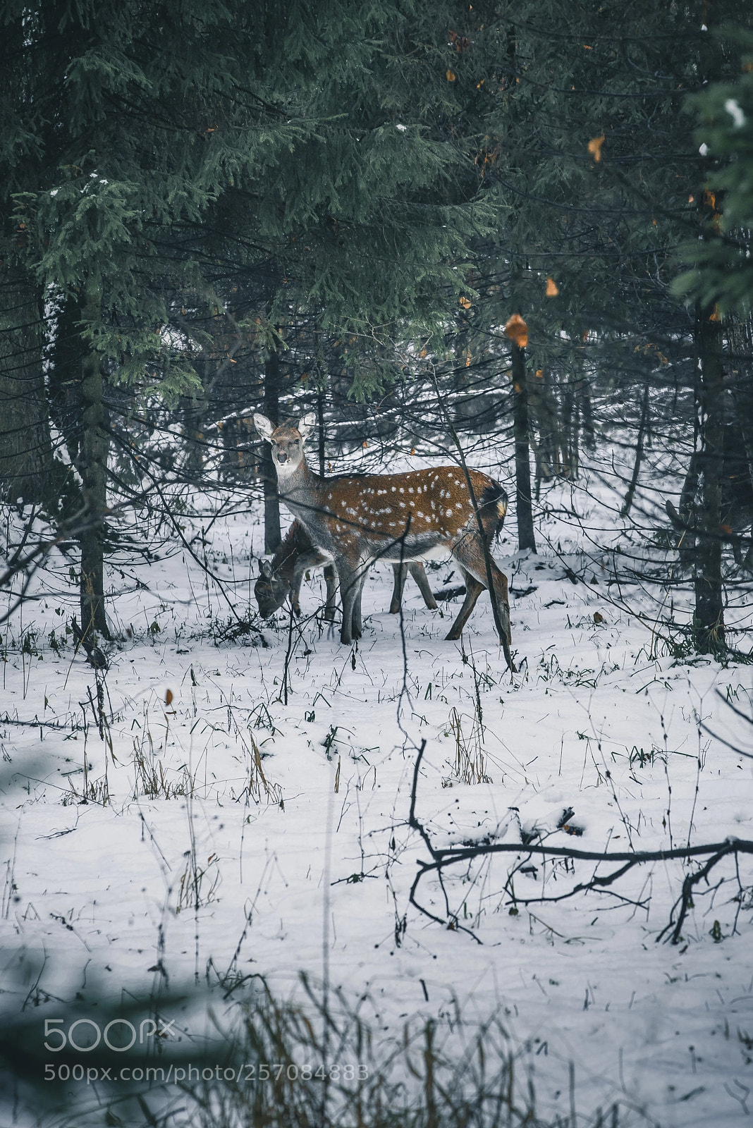 Sony a7R sample photo. Олень photography