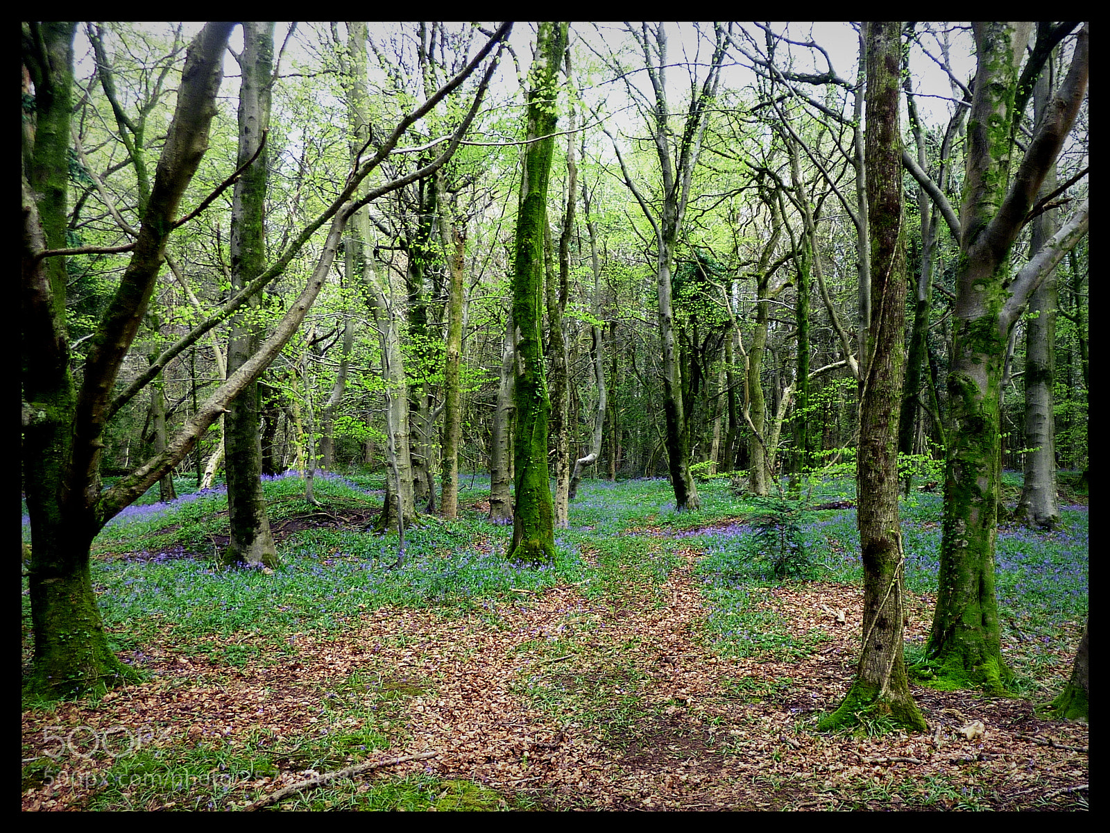 Panasonic DMC-TZ7 sample photo. Bluebell carpet photography