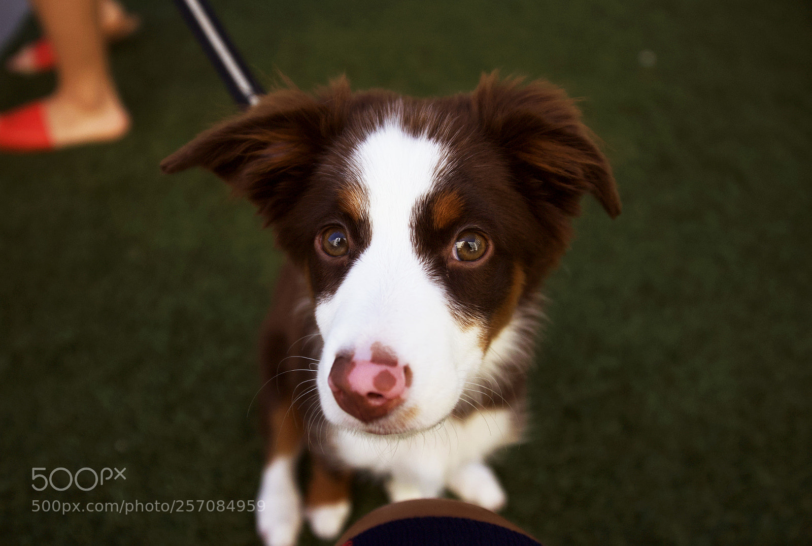 Nikon D750 sample photo. Cannoli photography