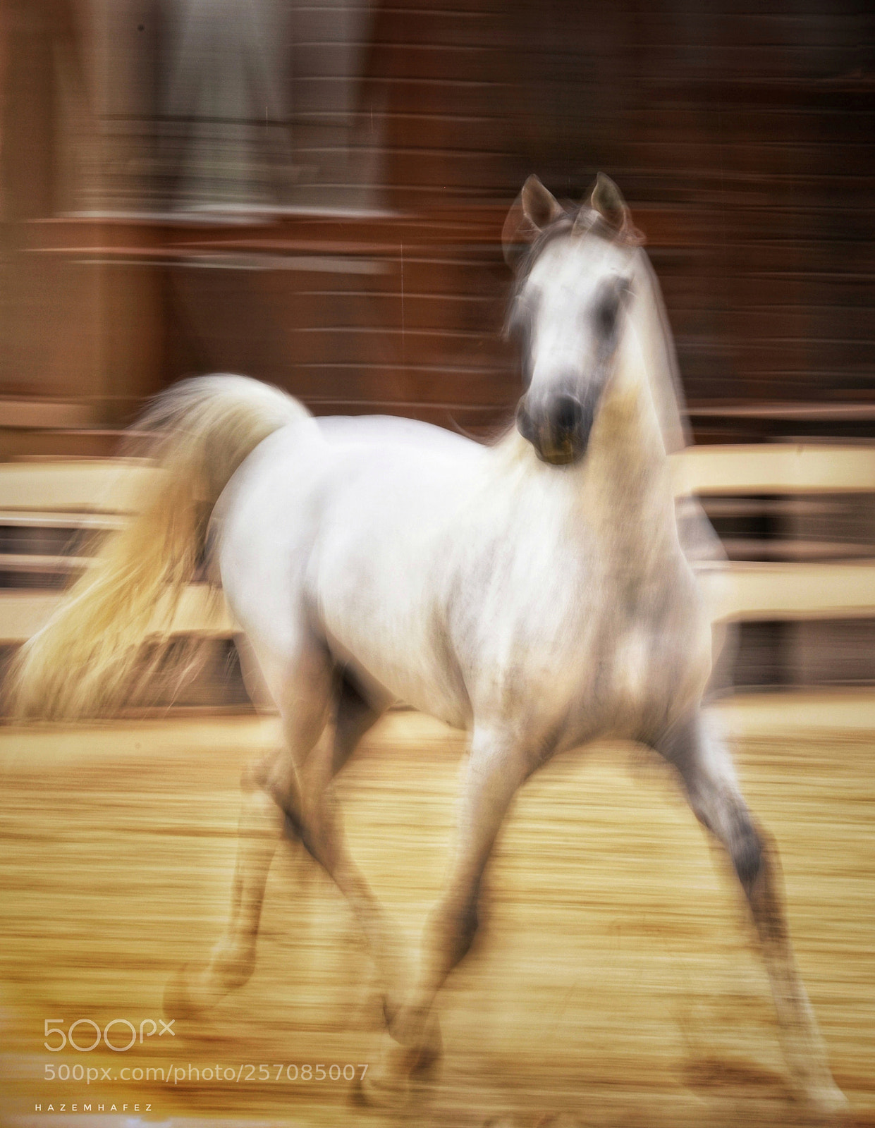Nikon D810 sample photo. Elegance .. photography
