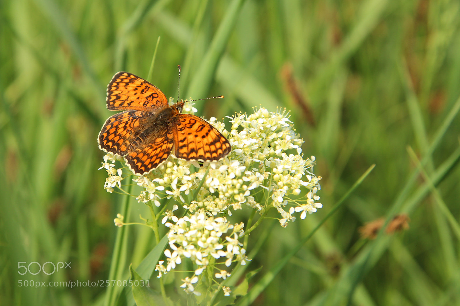 Canon EOS 1200D (EOS Rebel T5 / EOS Kiss X70 / EOS Hi) sample photo. Issoria lathonia butterfly photography