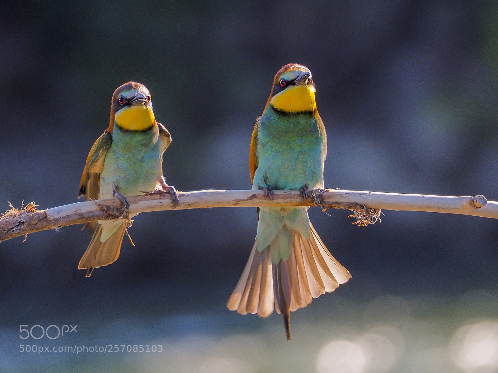 Olympus OM-D E-M1 sample photo. Merops apiaster photography