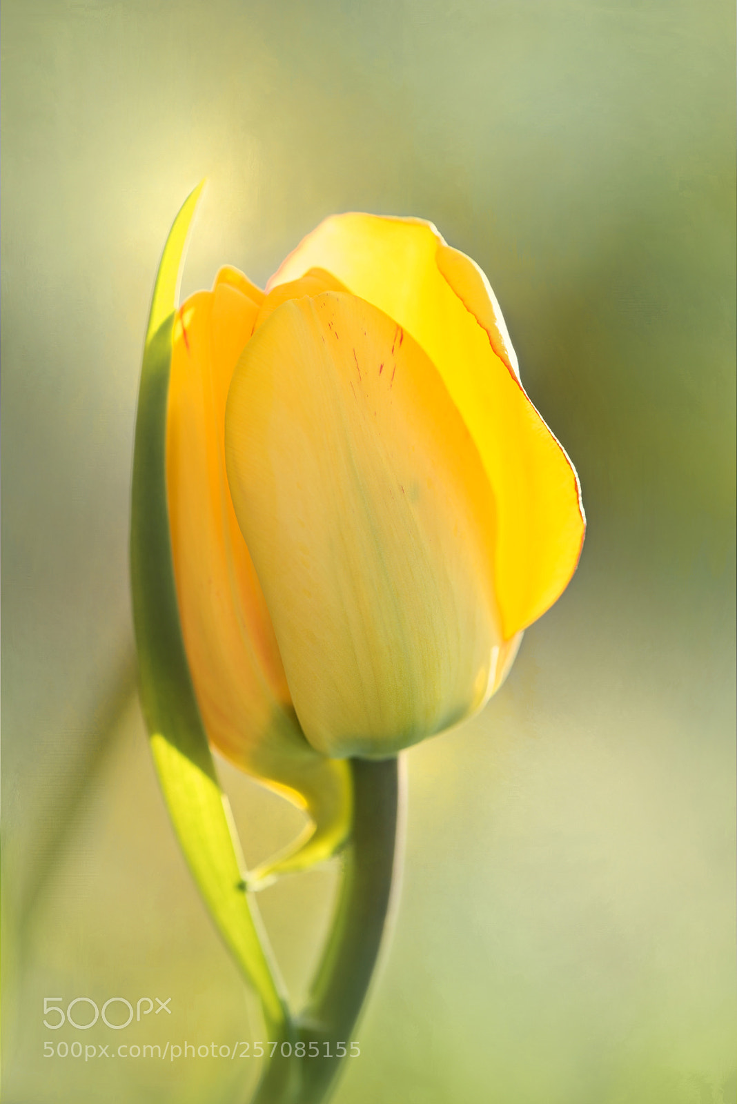 Nikon D610 sample photo. Yellow tulip photography