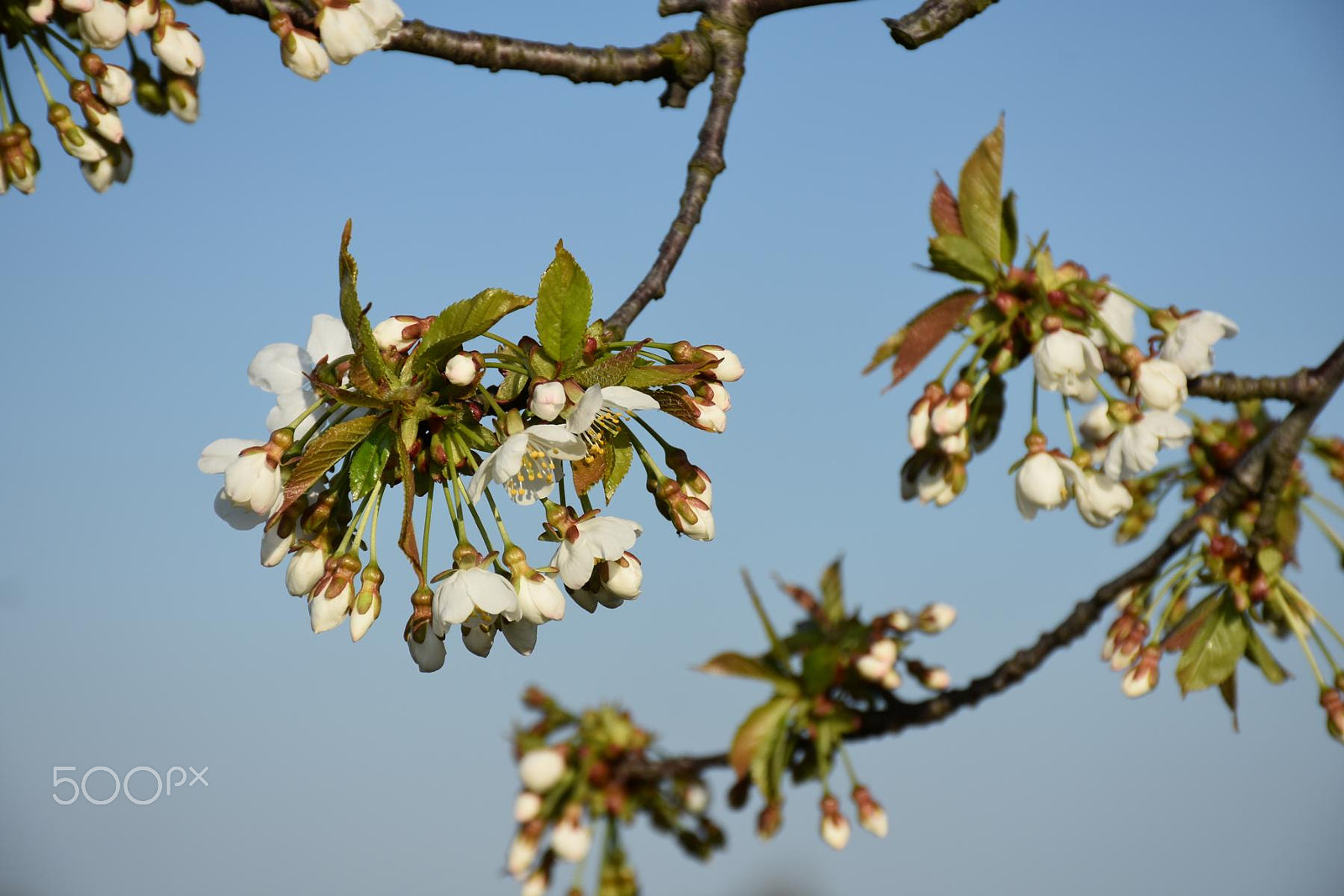 Nikon D7200 sample photo. Frühling / spring photography