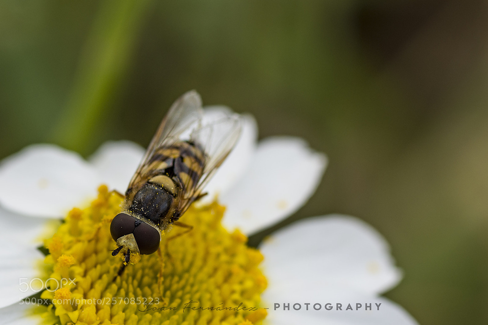 Nikon D7200 sample photo. Enjoying the spring 2 photography