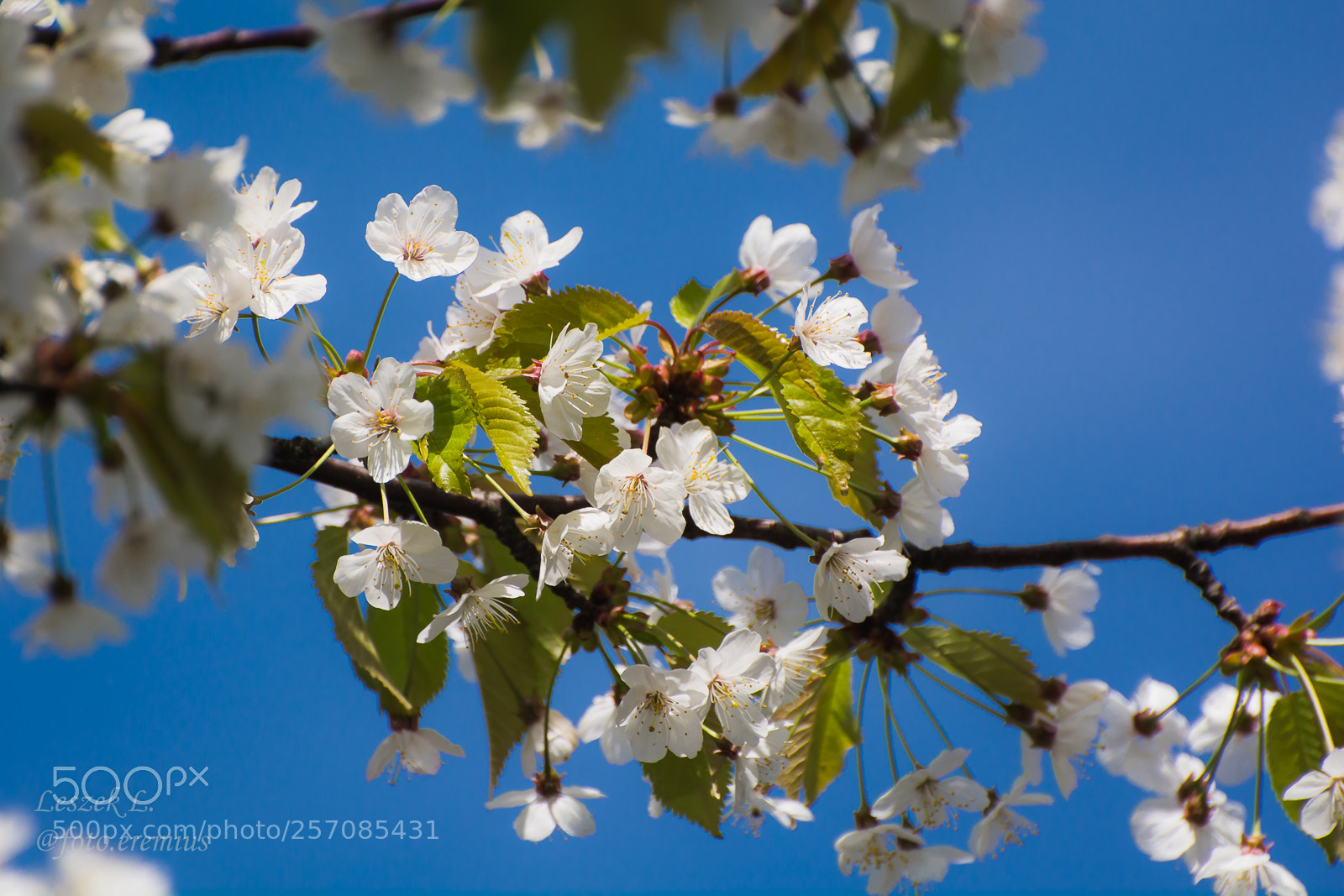 Nikon D7100 sample photo. Spring photography