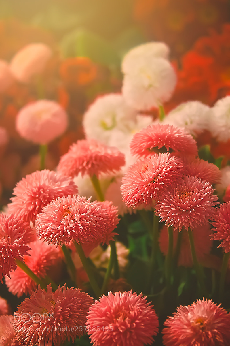 Nikon D700 sample photo. Blooming under the spring photography