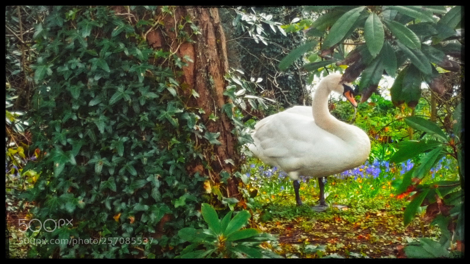 Samsung Galaxy S6 sample photo. A swan out of photography