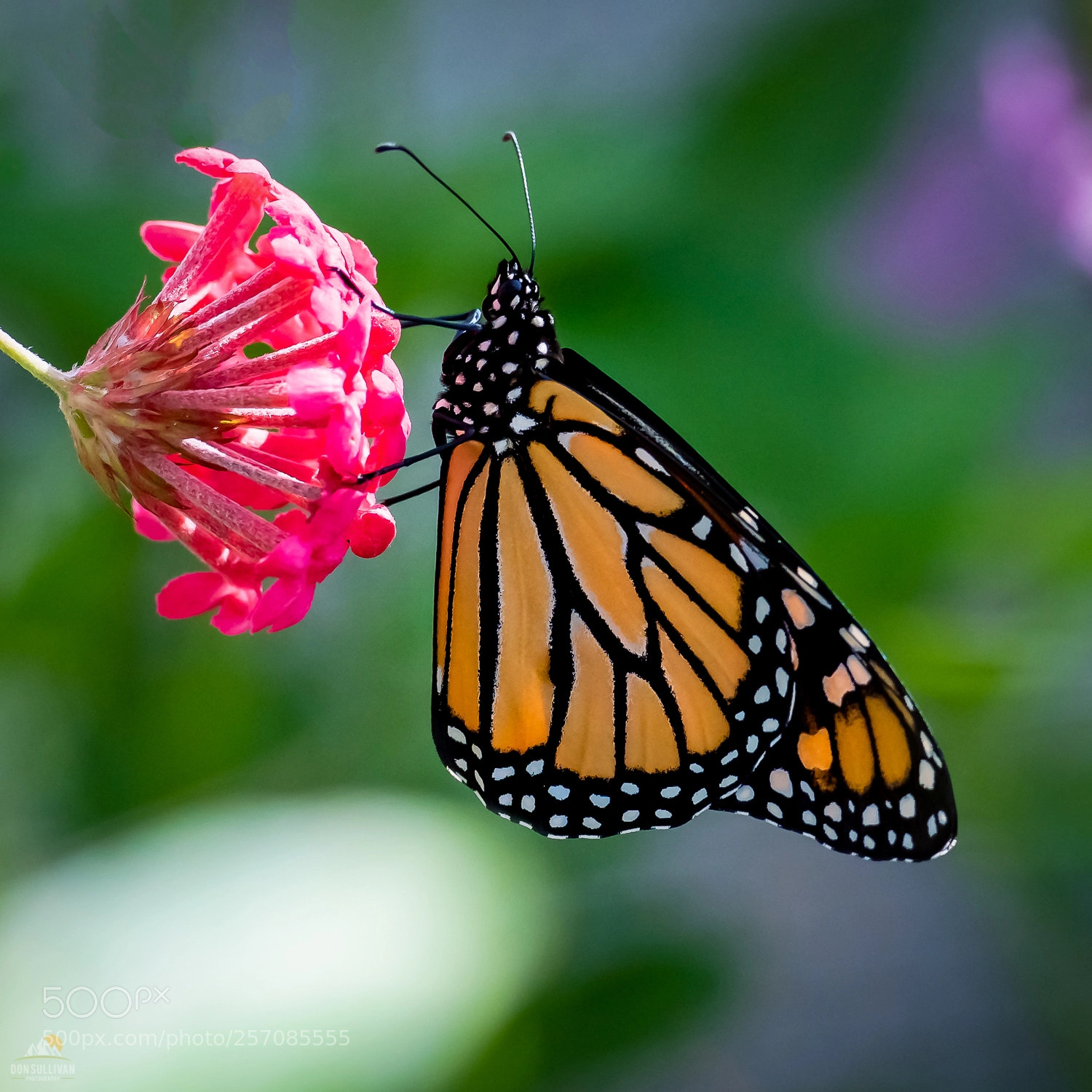 Nikon D850 sample photo. Monarch butterfly photography