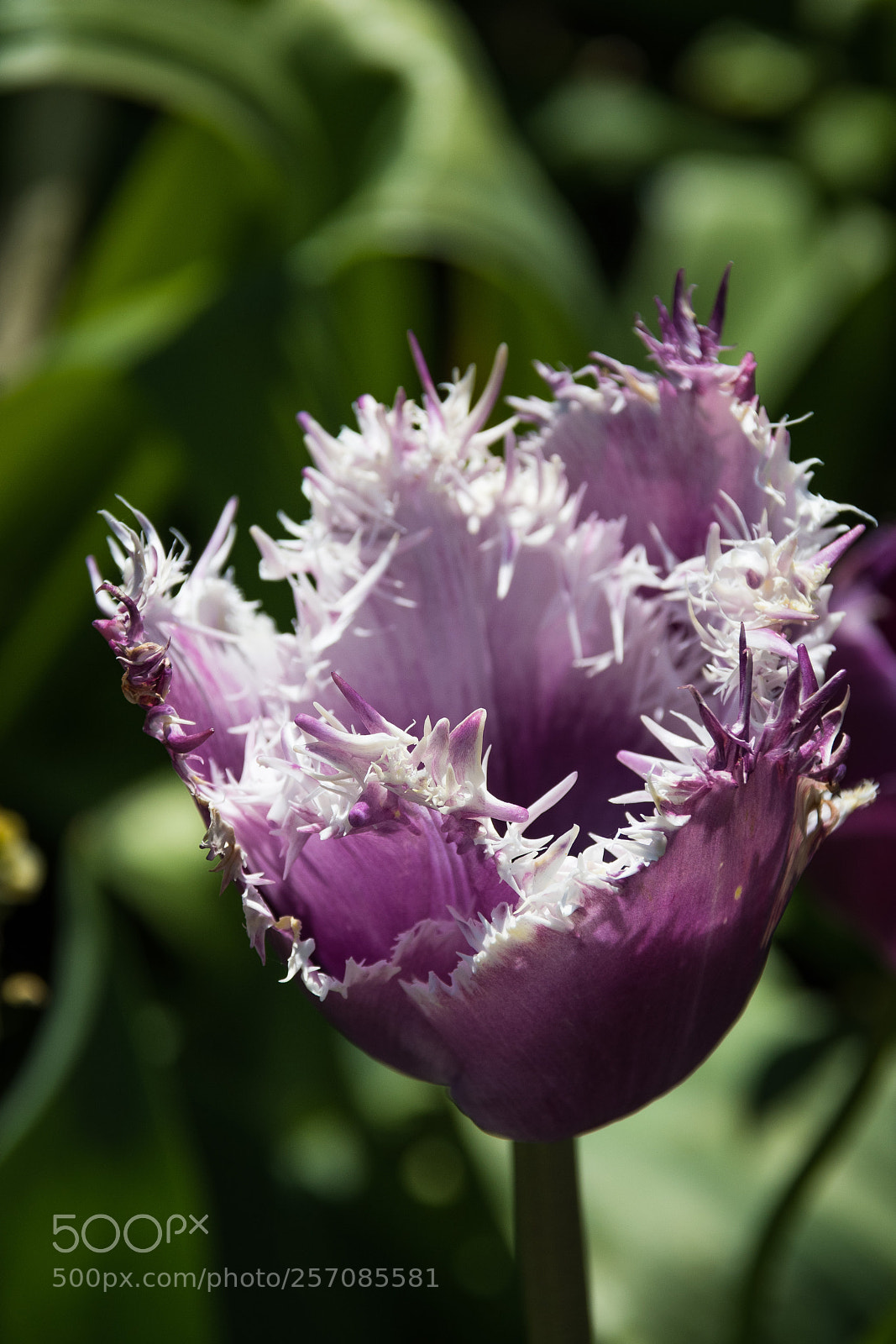 Nikon D500 sample photo. Arundel castle flower garden photography