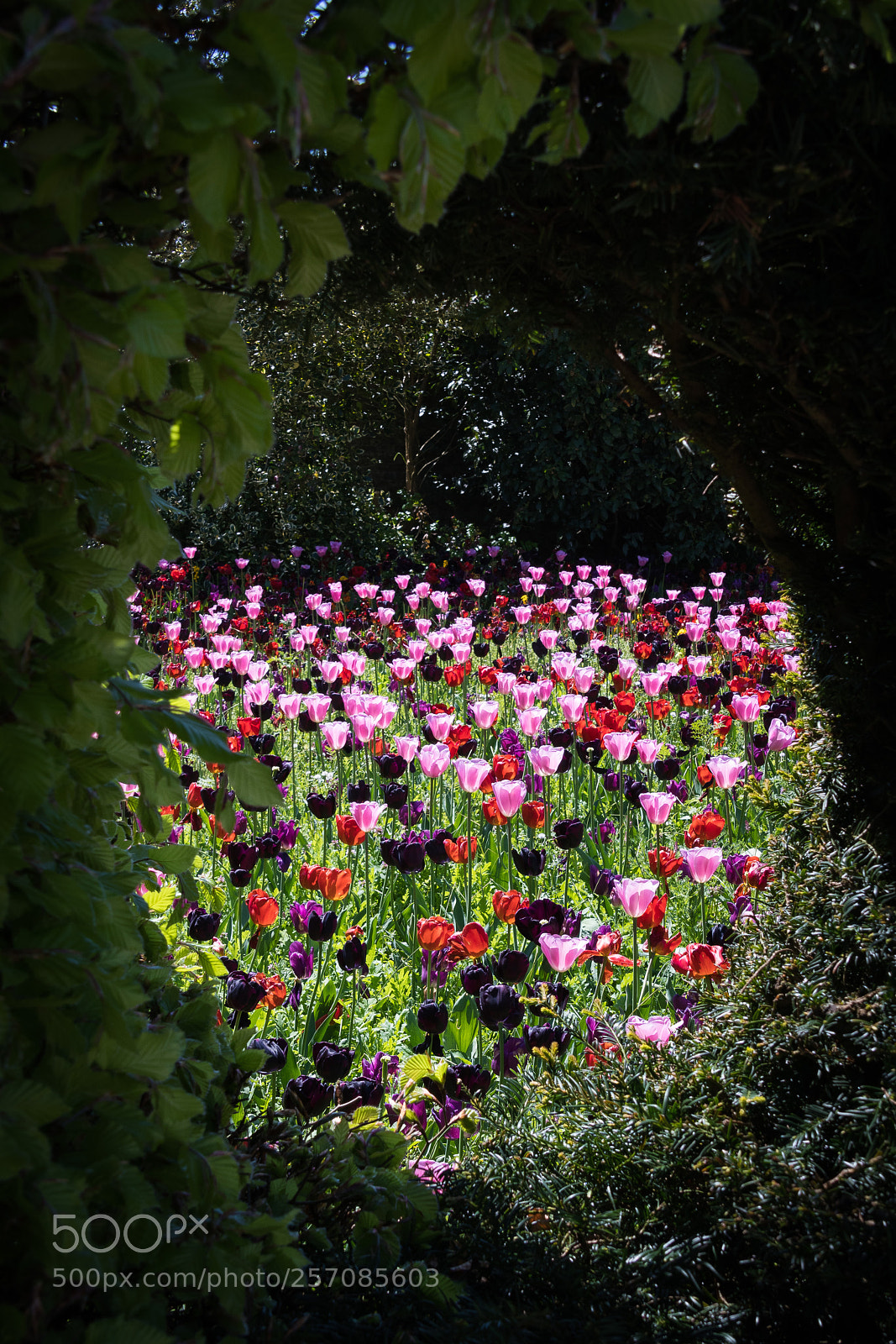 Nikon D500 sample photo. Arundel castle flower garden photography