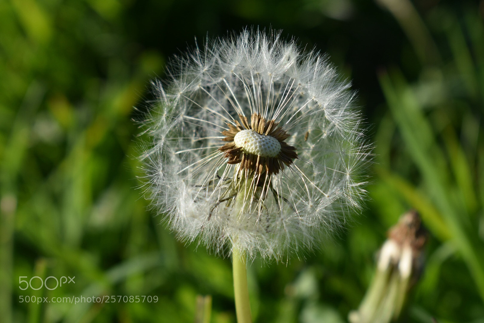 Nikon D3400 sample photo. Dandelion photography