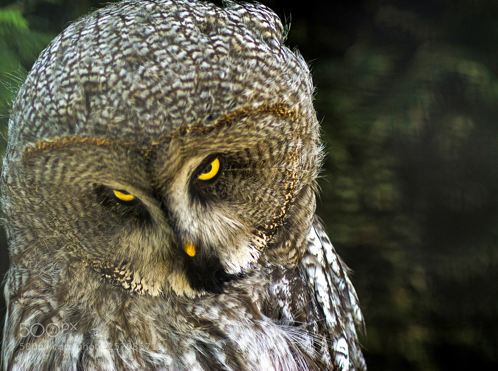 Canon EOS 1100D (EOS Rebel T3 / EOS Kiss X50) sample photo. 'a coy bird' photography