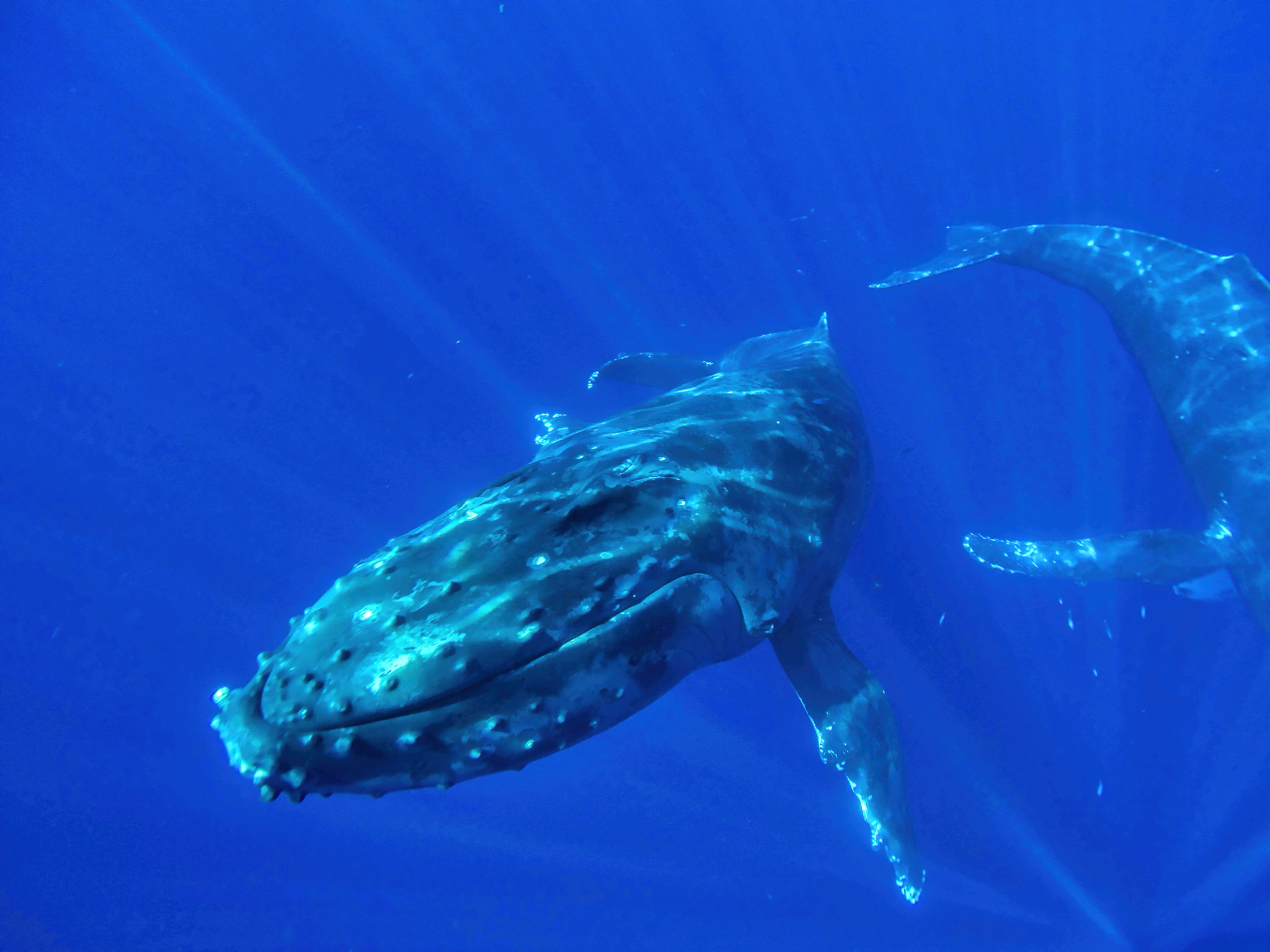 GoPro HERO3+ Black Edition sample photo. Humpback whale photography