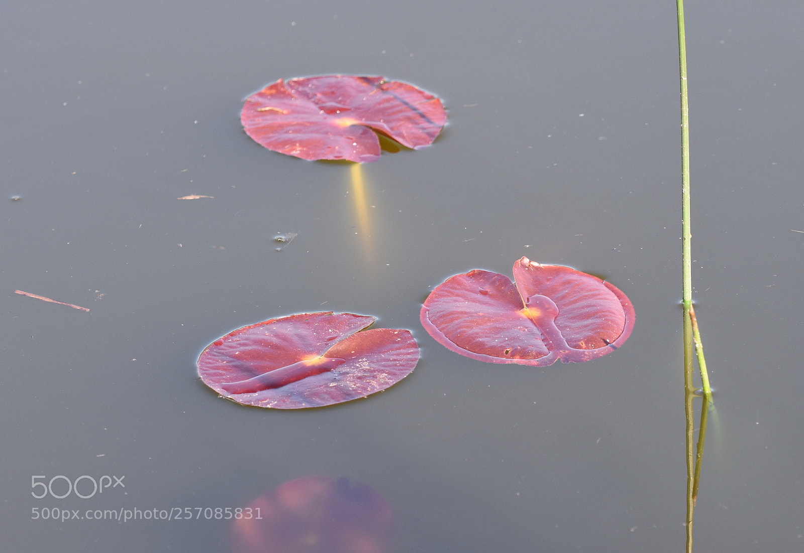 Nikon D7200 sample photo. Waterlilies photography