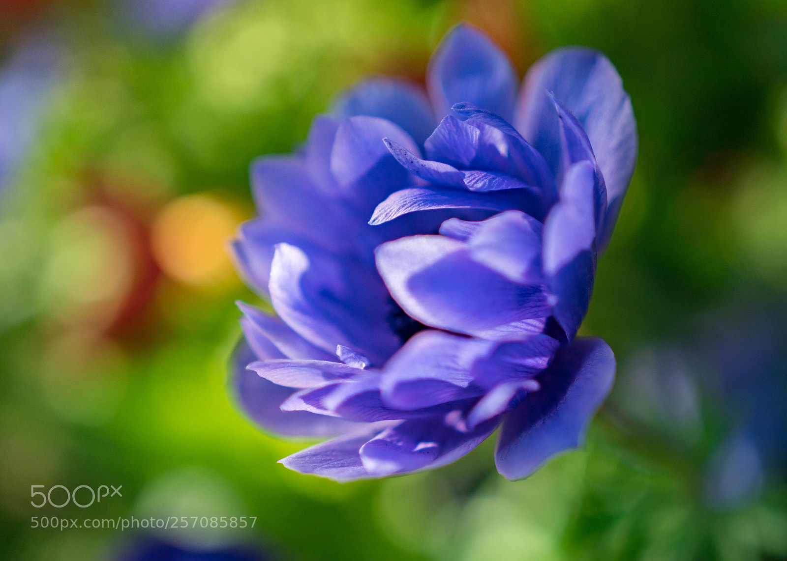 Sony a6300 sample photo. Anemone photography