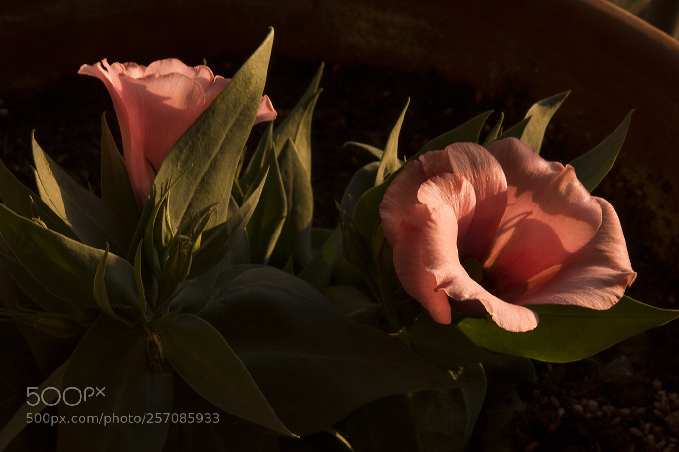 Canon EOS 70D sample photo. Kisses of light photography