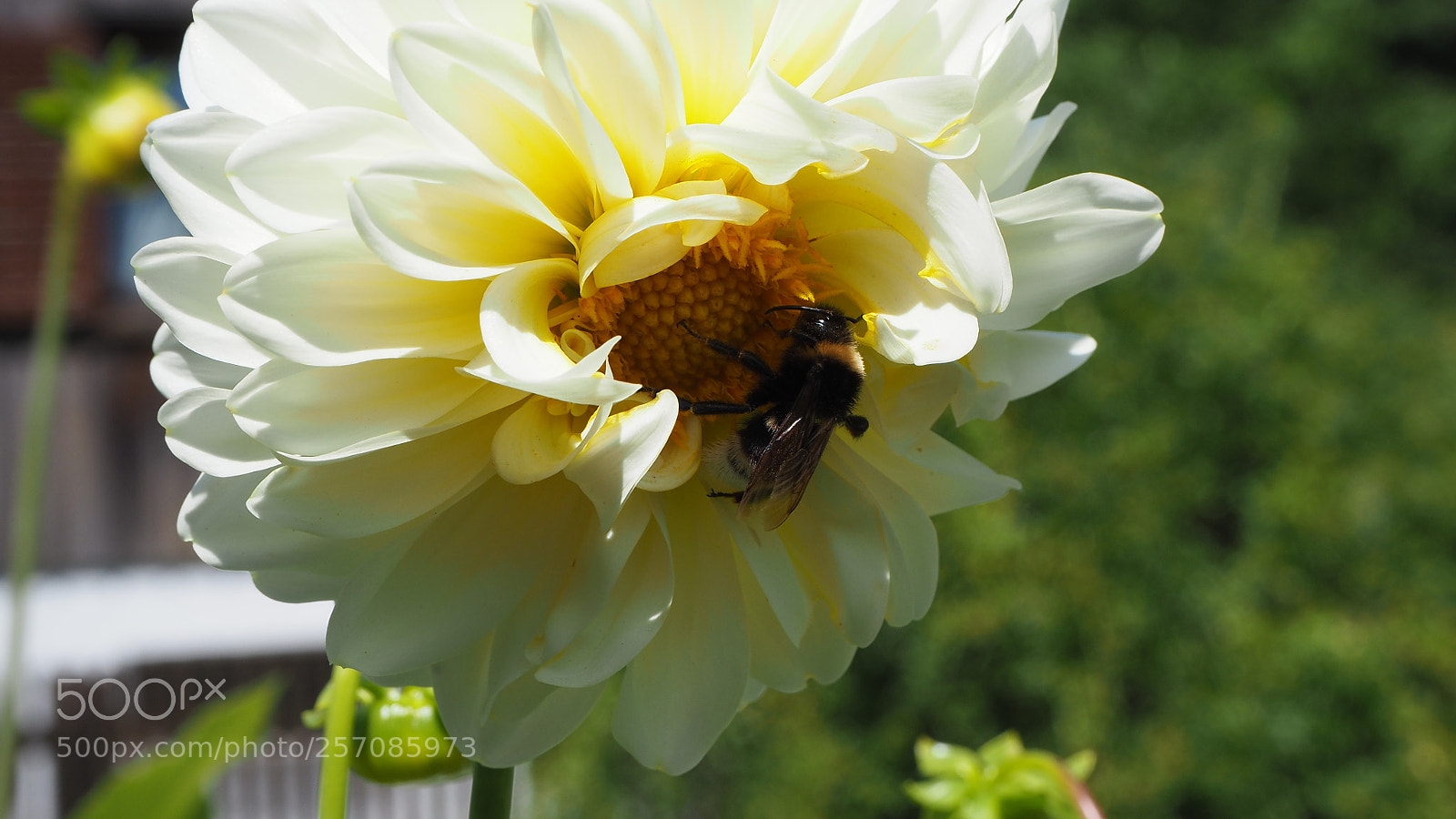 Olympus OM-D E-M10 II sample photo. Bumblebeeeee photography