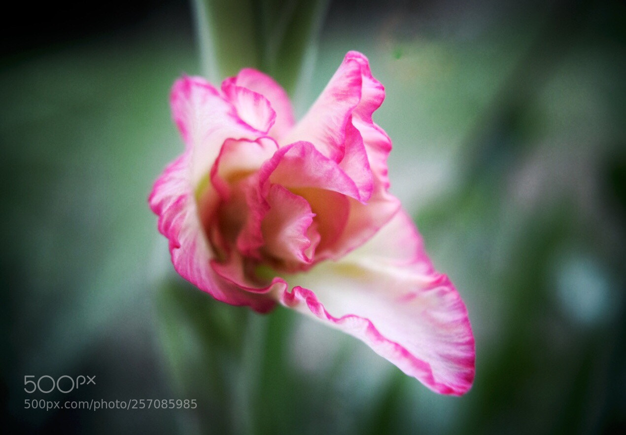Nikon D5300 sample photo. In bloom photography