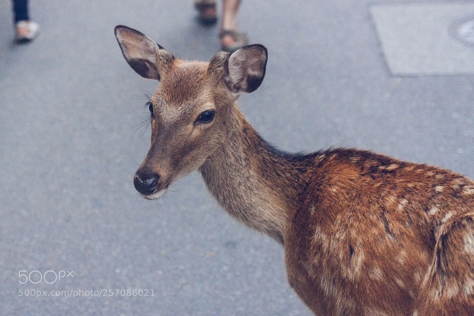 Canon EOS 450D (EOS Rebel XSi / EOS Kiss X2) sample photo. Deer in miyajima photography