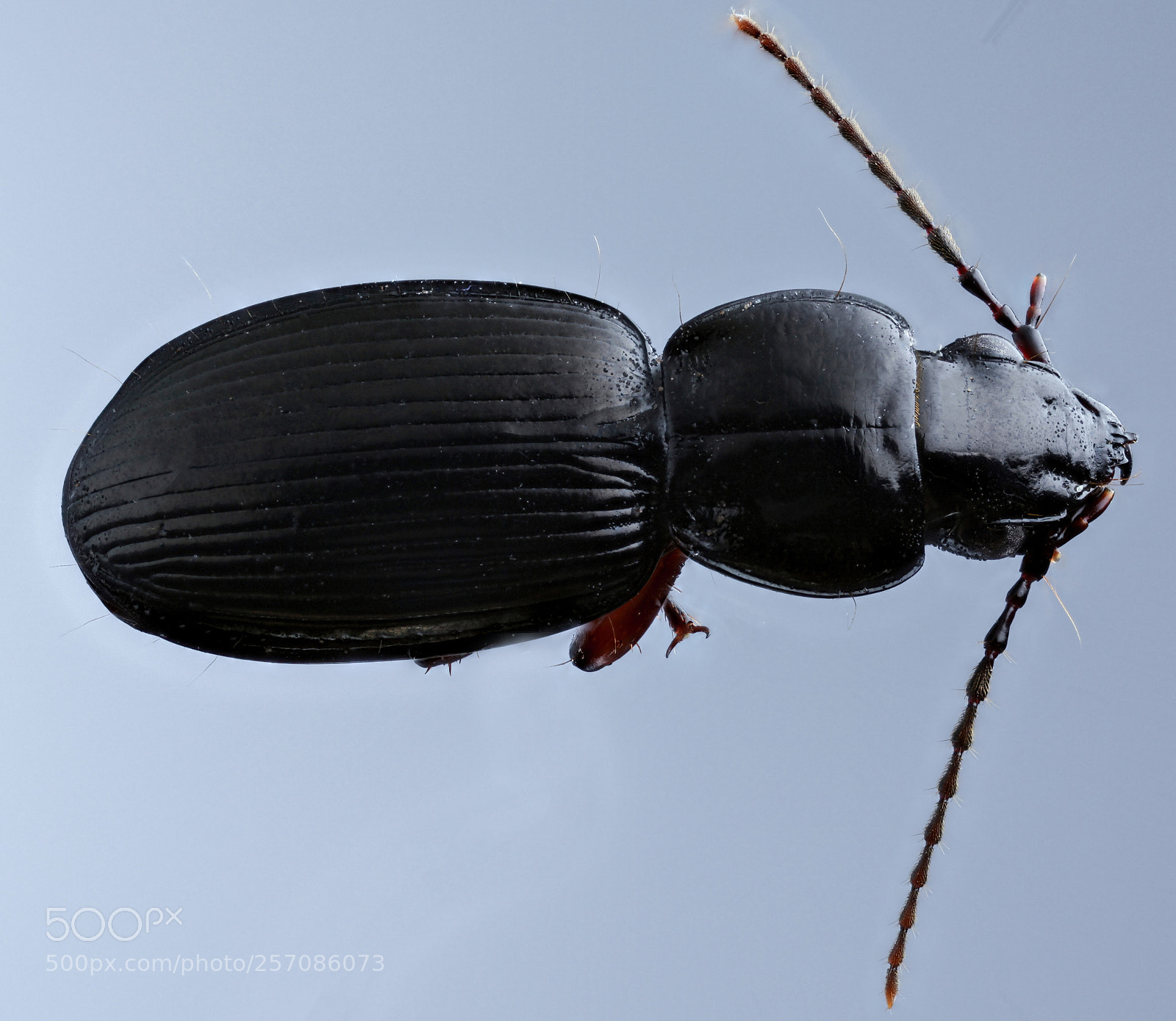 Canon EOS 5D Mark II sample photo. Black beetle photography
