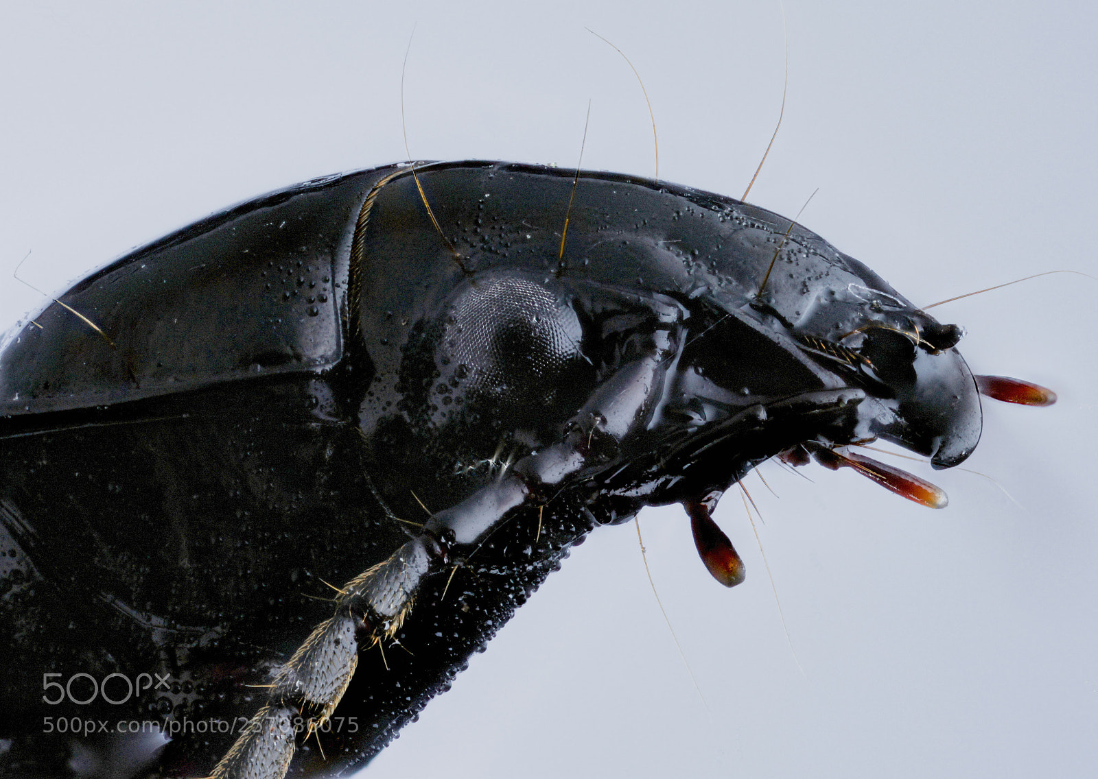 Canon EOS 5D Mark II sample photo. Black beetle head photography
