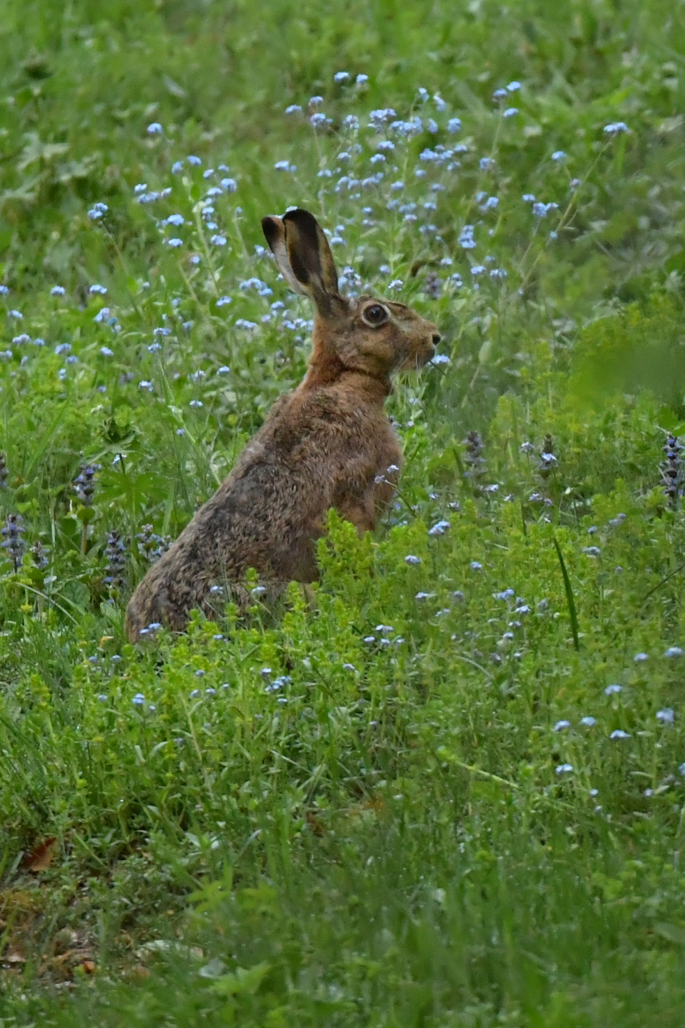 Nikon D5 + Sigma 150-600mm F5-6.3 DG OS HSM | S sample photo. Lièvre brun photography