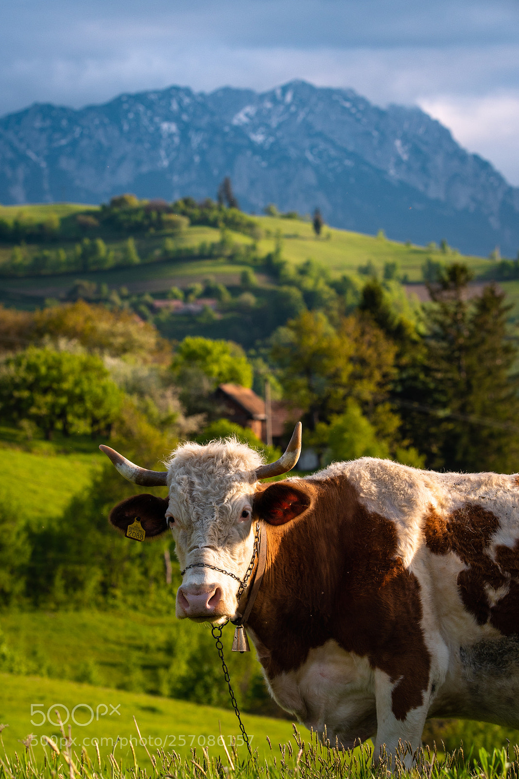 Nikon D750 sample photo. Rural spring photography