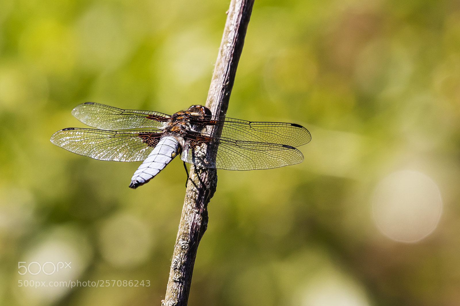 Canon EOS 6D Mark II sample photo. V ka plosk libellula photography