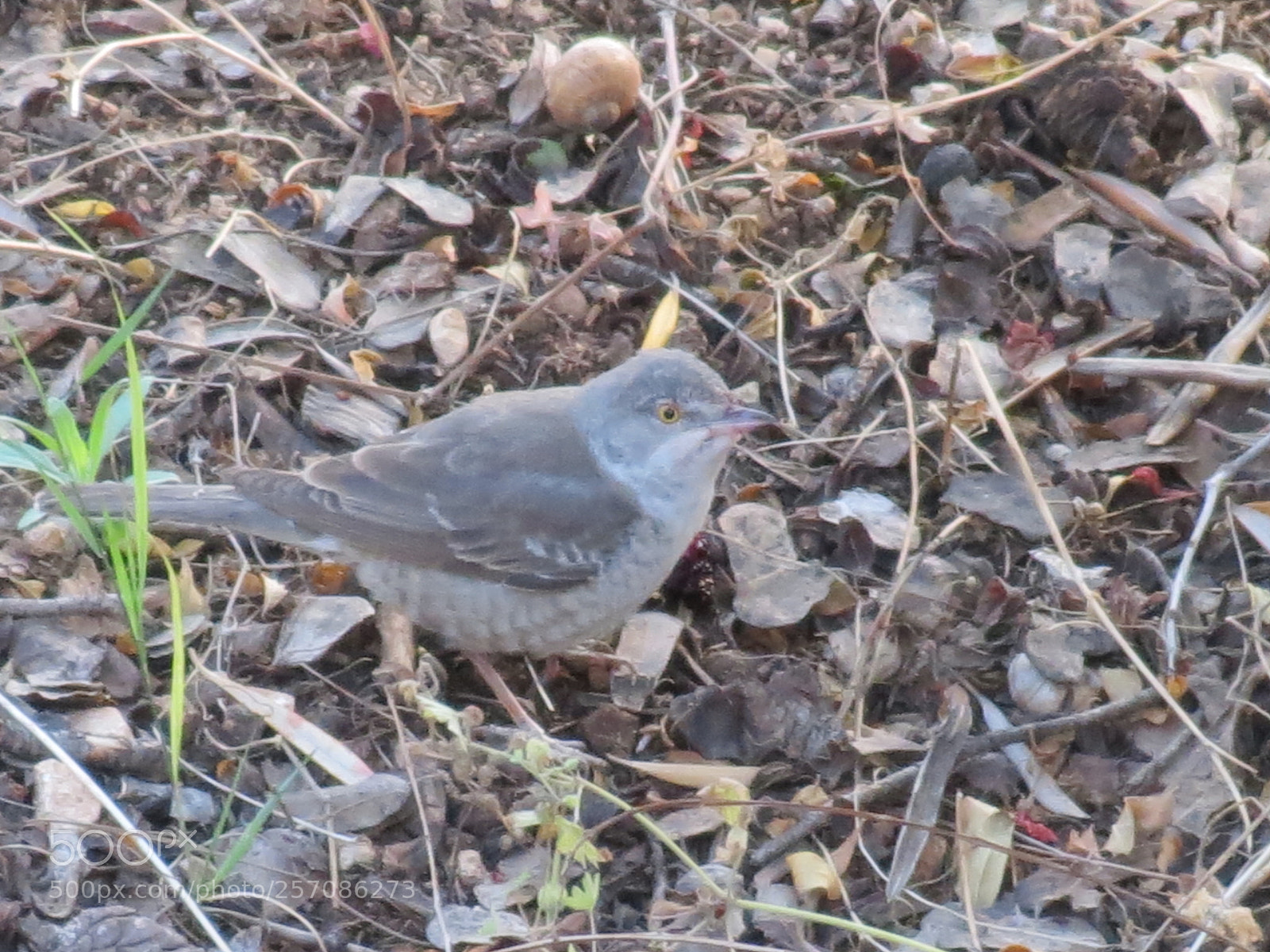 Canon PowerShot SX40 HS sample photo. Hi photography