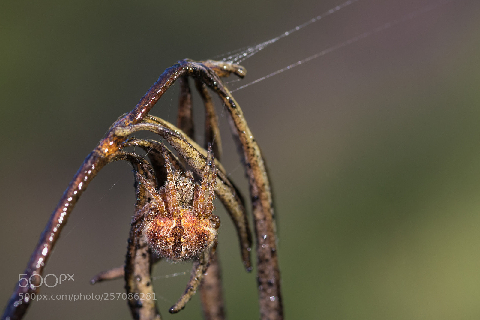 Canon EOS 6D Mark II sample photo. Spider 050518-2511 photography