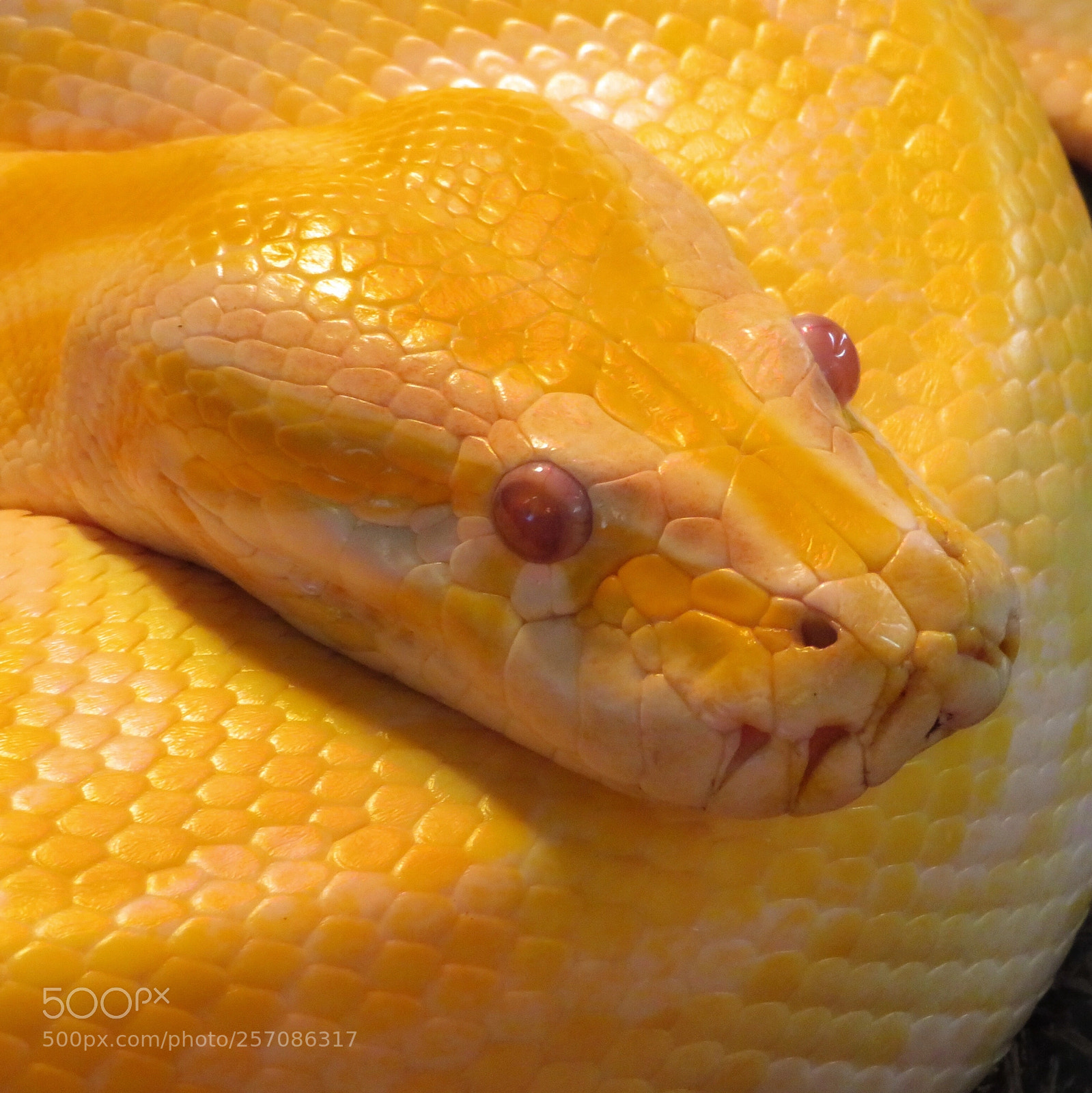 Canon PowerShot SX720 HS sample photo. Burmese python photography