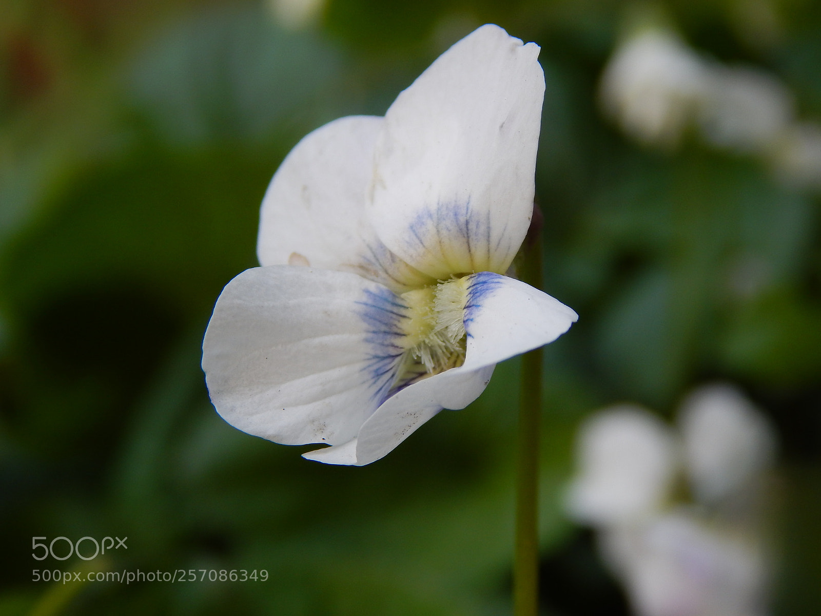Nikon Coolpix L830 sample photo. White flower photography