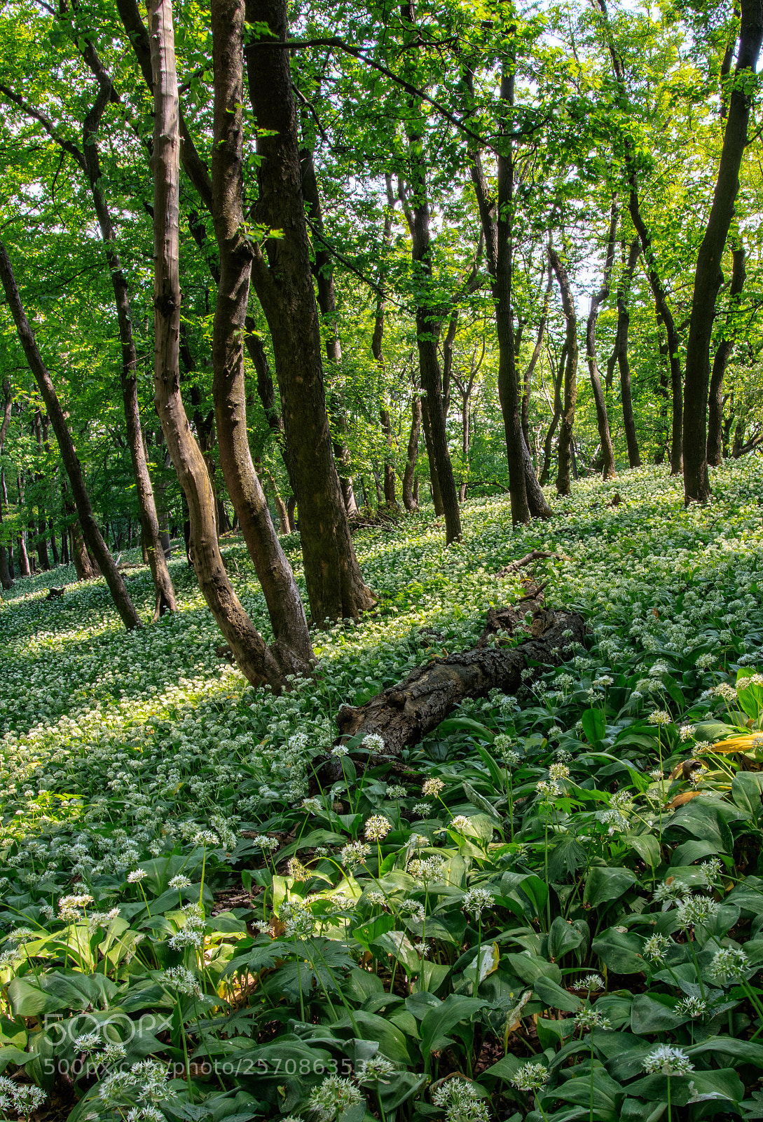 Canon EOS 200D (EOS Rebel SL2 / EOS Kiss X9) sample photo. Garlic forest photography