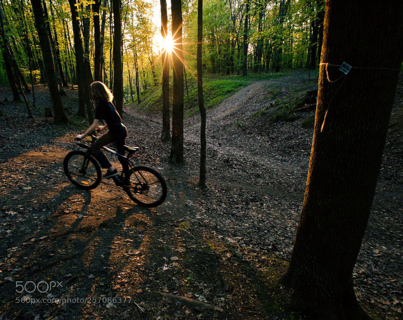 Nikon D810 sample photo. Somewere in forest photography
