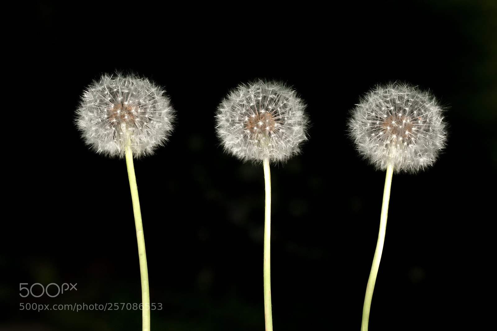 Canon EOS 5D Mark II sample photo. Dandelion - pusteblume photography