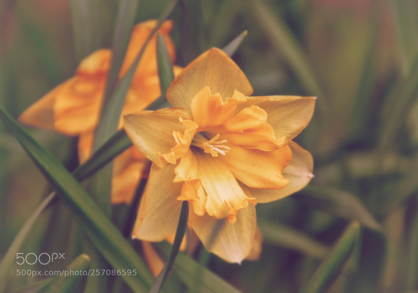 Nikon D3100 sample photo. Garden photography