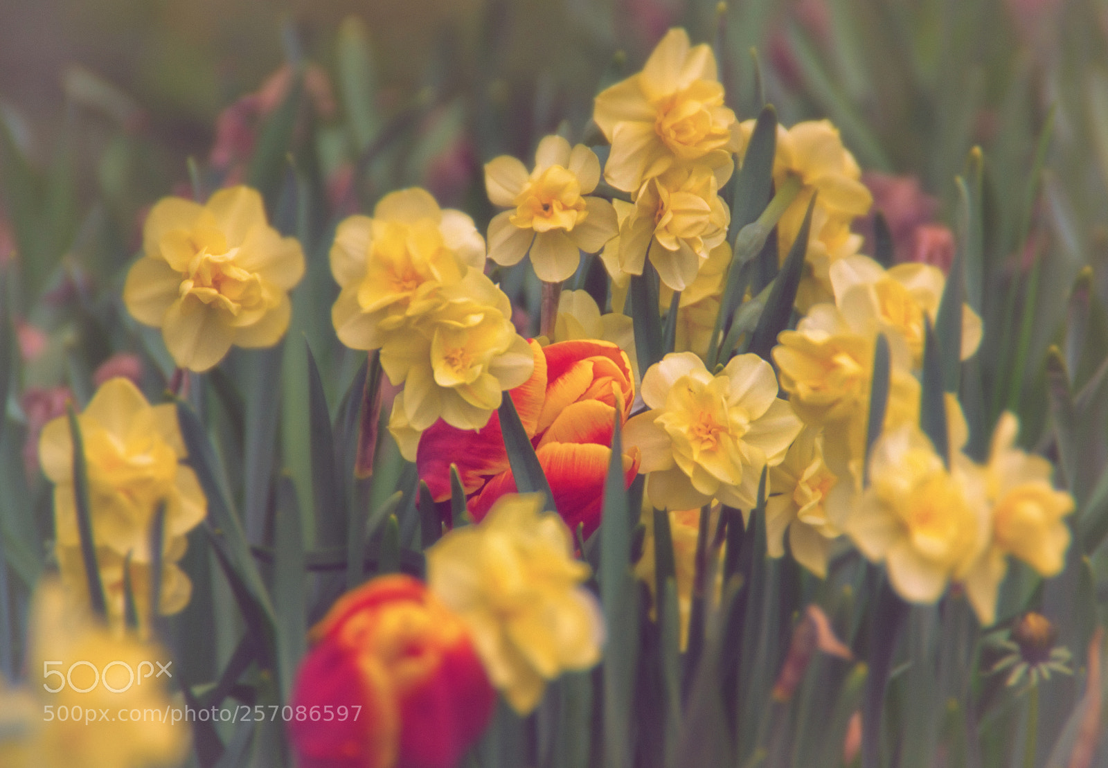 Nikon D3100 sample photo. Garden photography