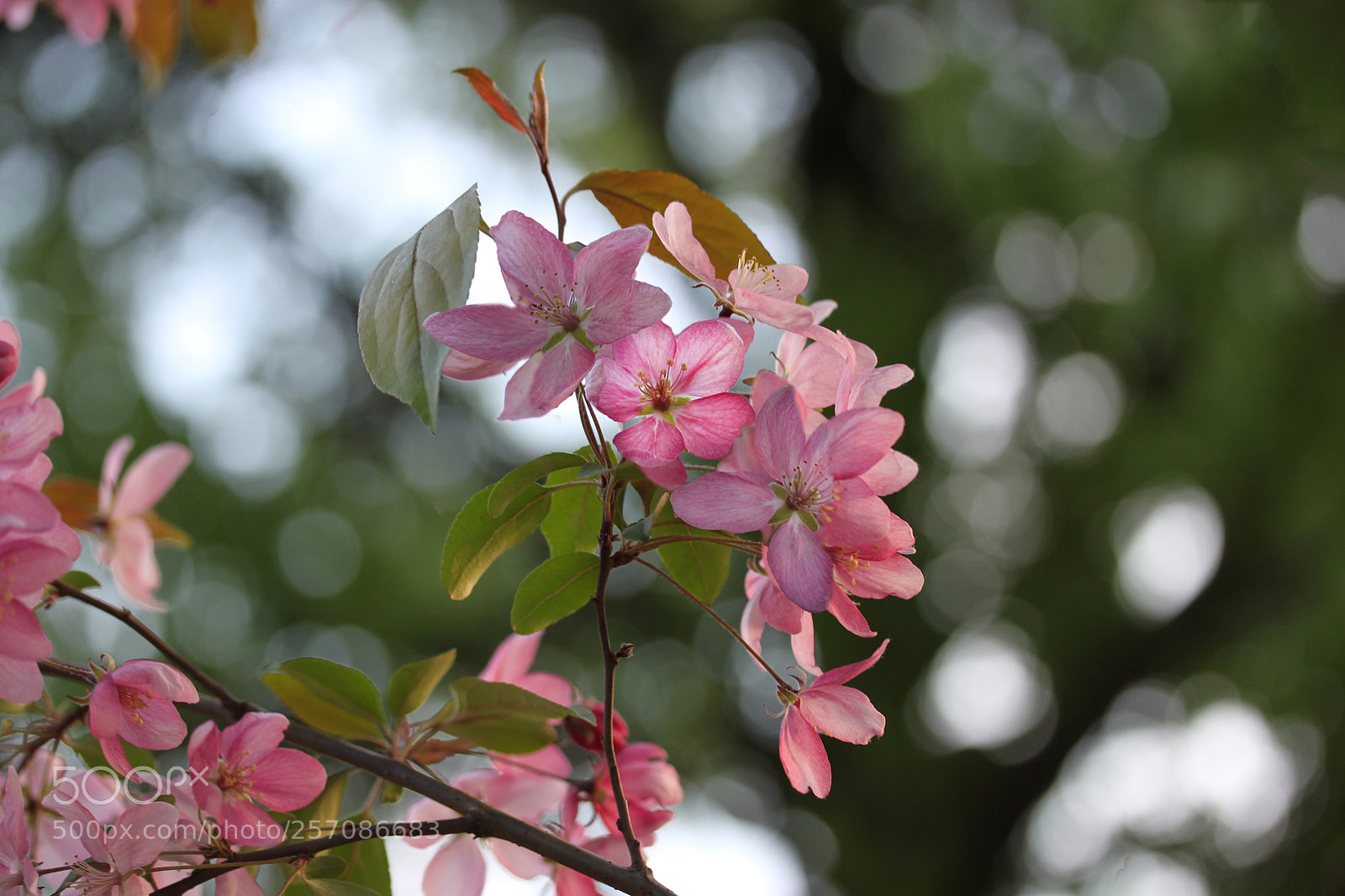 Canon EOS 500D (EOS Rebel T1i / EOS Kiss X3) sample photo. *** photography