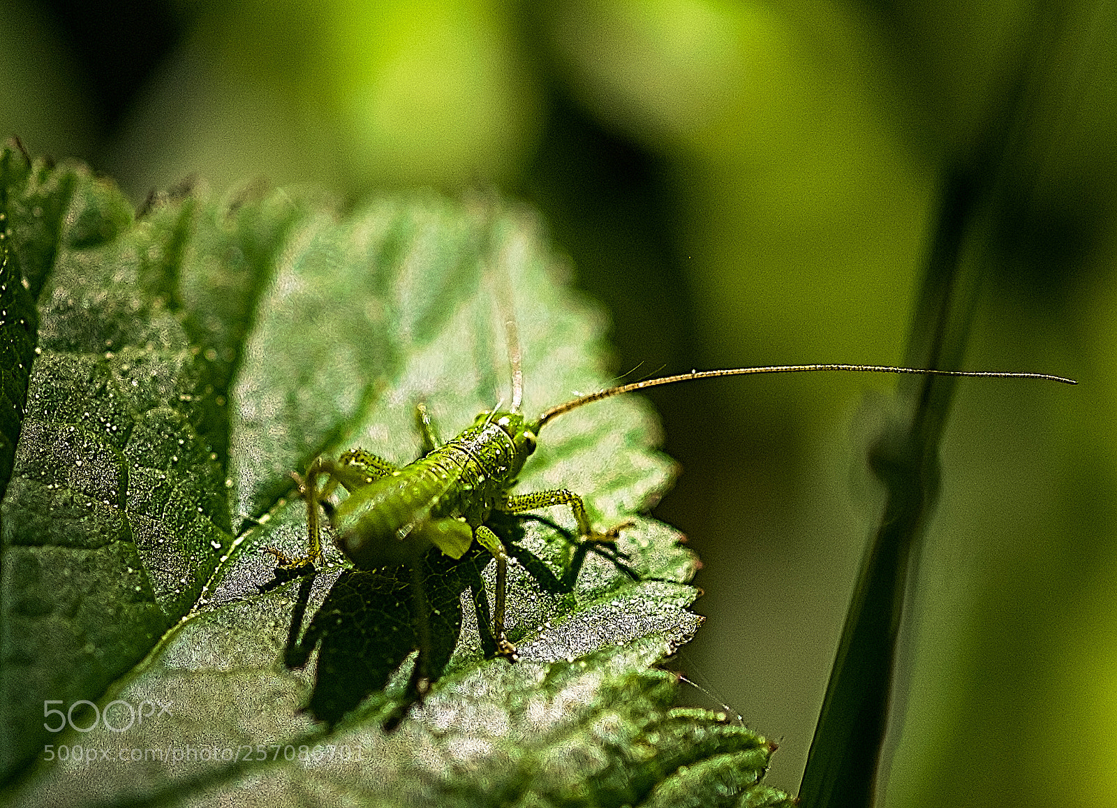 Fujifilm X-T2 sample photo. Grasshopper photography