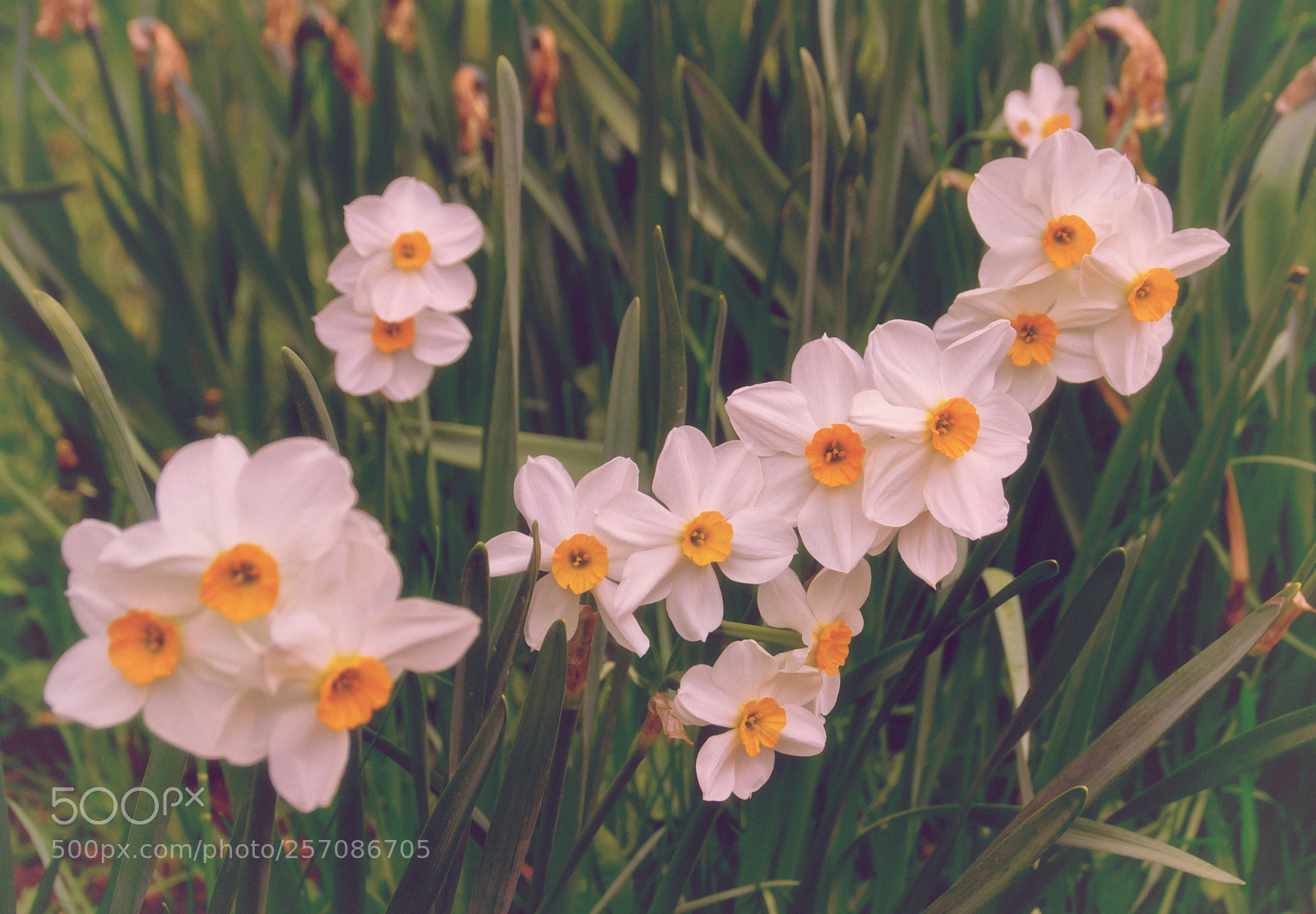 Nikon D3100 sample photo. Garden photography