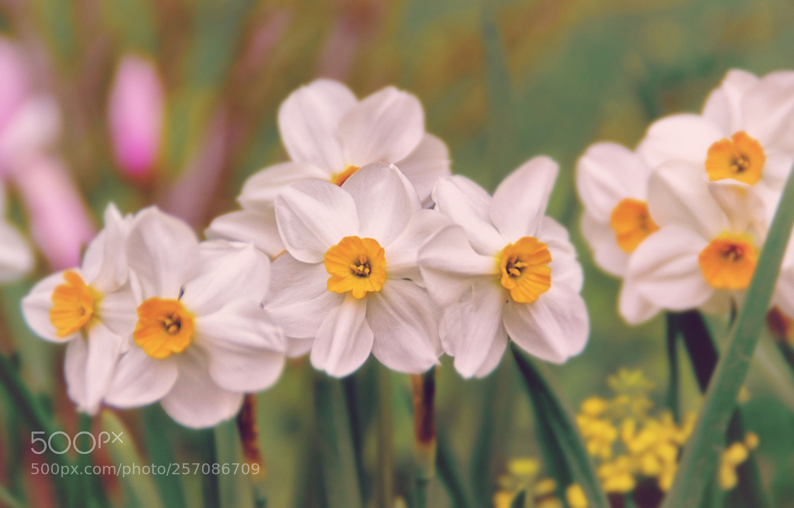 Nikon D3100 sample photo. Garden photography