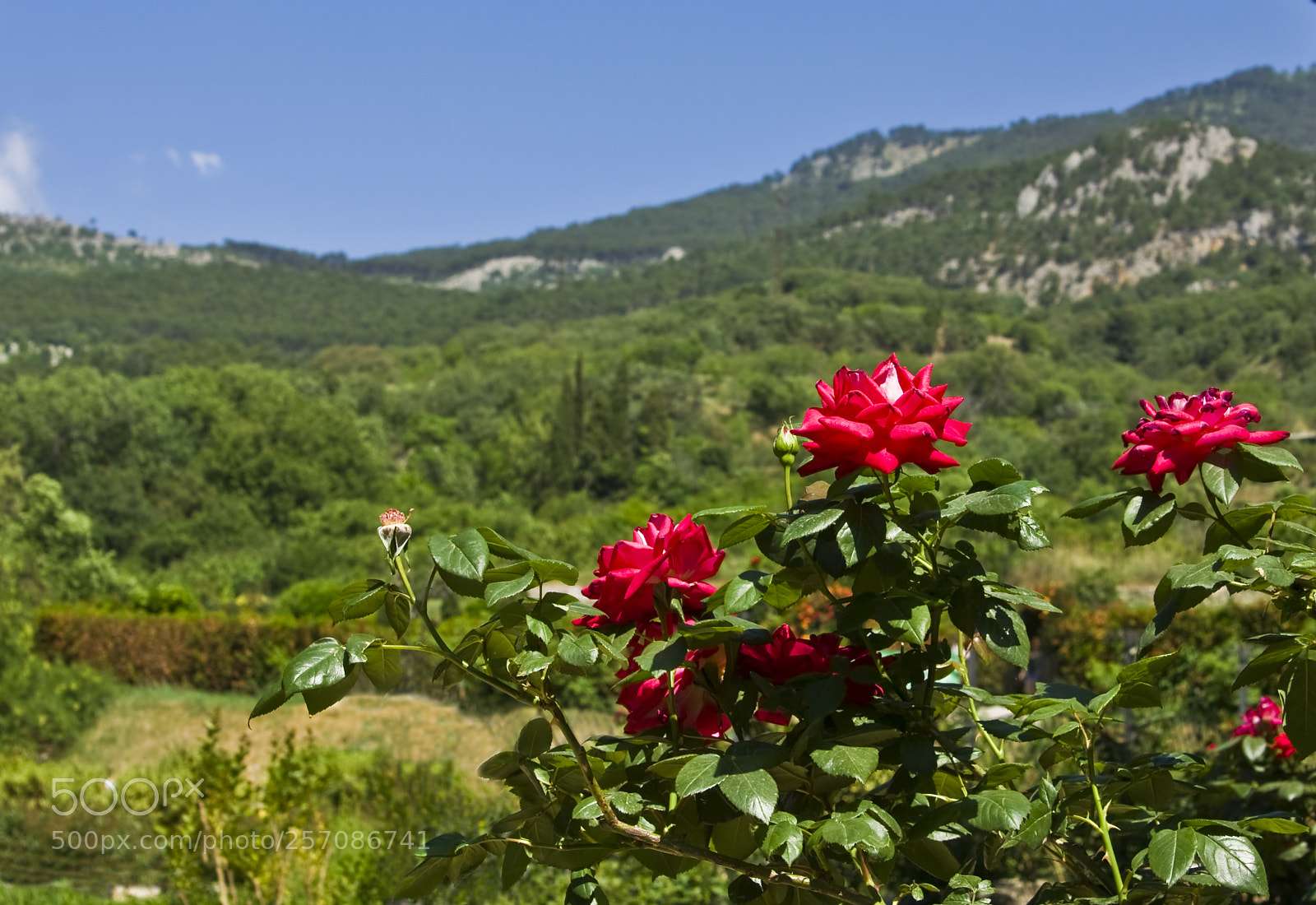 Canon EOS 450D (EOS Rebel XSi / EOS Kiss X2) sample photo. Hills with roses photography
