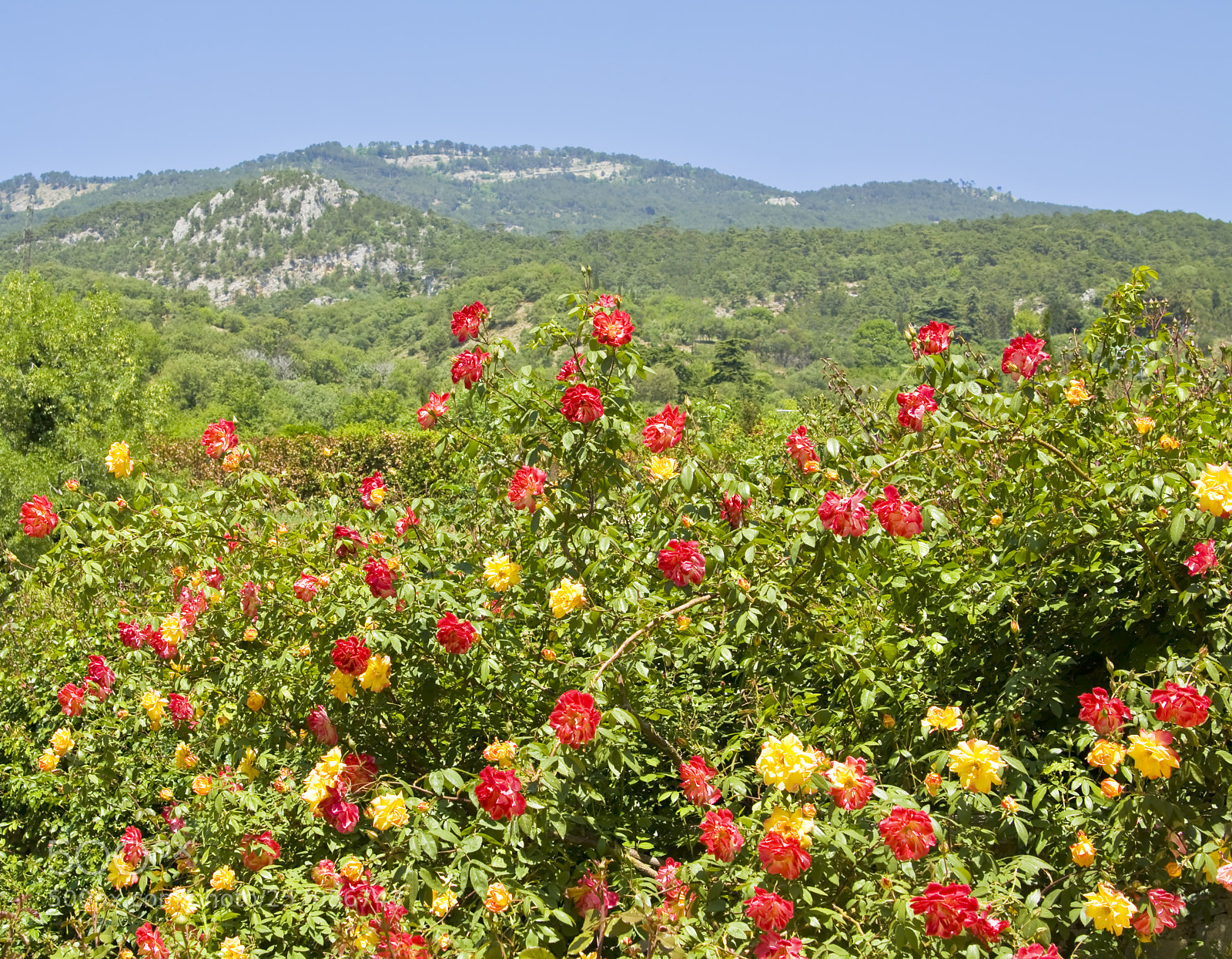 Canon EOS 450D (EOS Rebel XSi / EOS Kiss X2) sample photo. Hills and roses photography