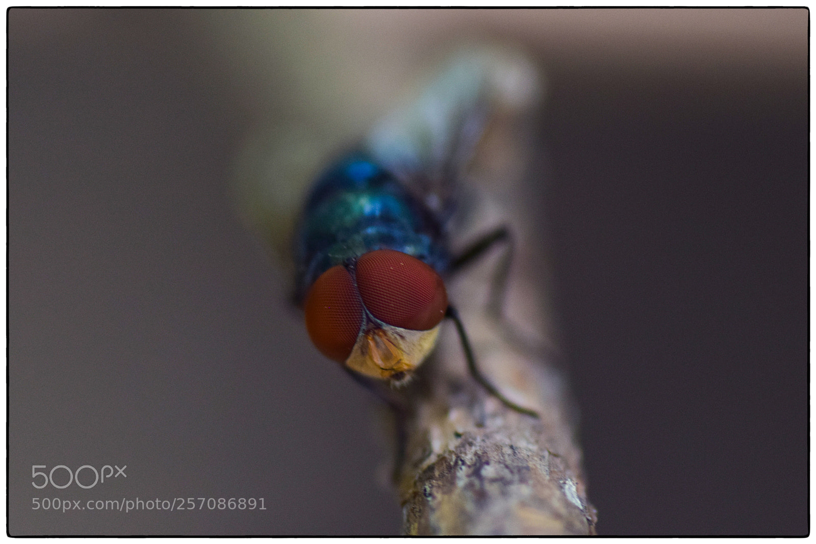 Nikon D5300 sample photo. Blow flies 1 photography