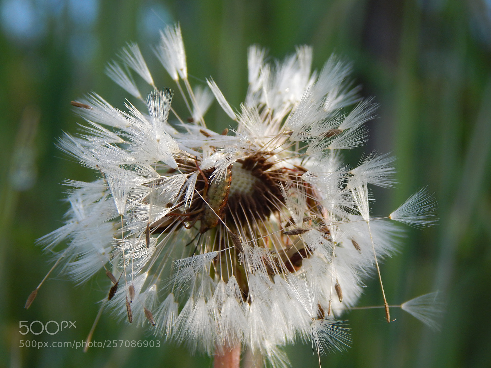 Nikon Coolpix L830 sample photo. Dandelion photography