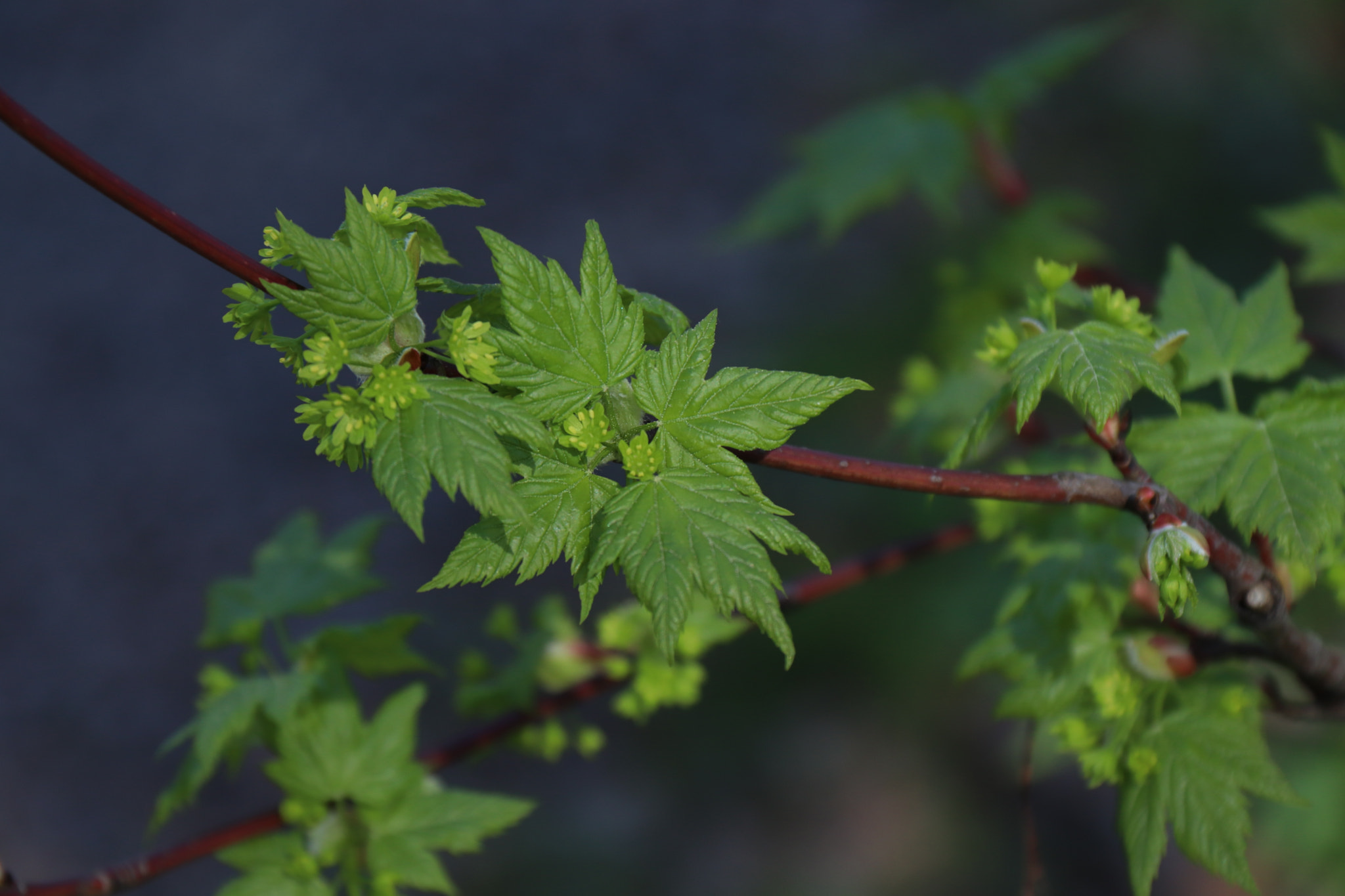 Canon EOS 800D (EOS Rebel T7i / EOS Kiss X9i) sample photo. Maple awakening photography
