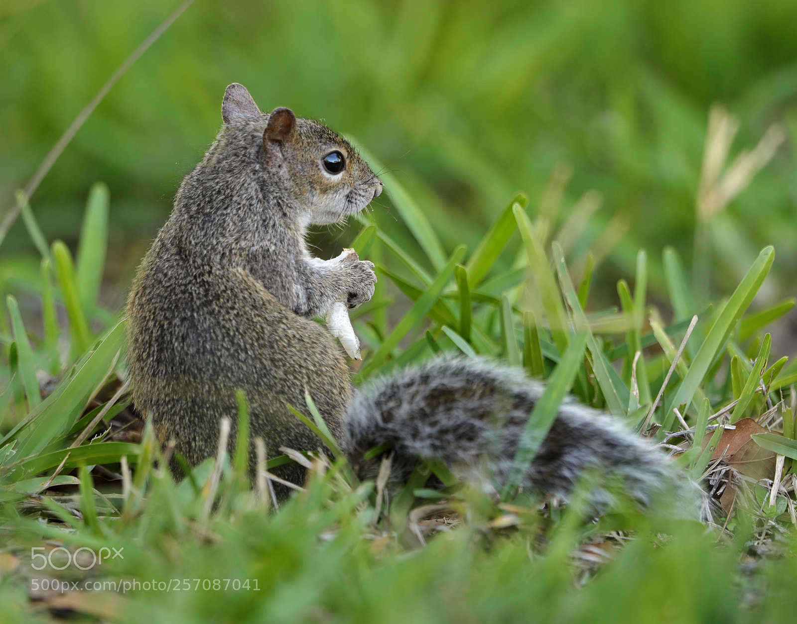 Canon EOS-1D X Mark II sample photo. 05-08-18-0016892.jpg photography